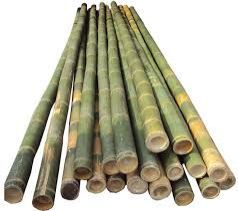 Bamboo Poles