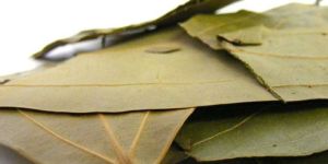 Bay Leaves