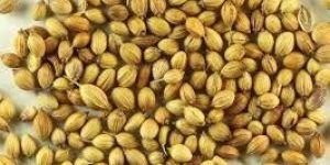 Coriander Seeds