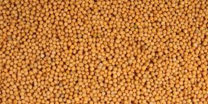 Mustard Seeds