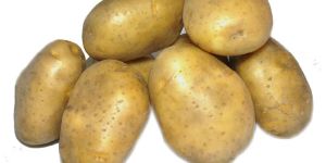 Fresh Potato