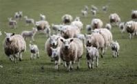 Animal Husbandry