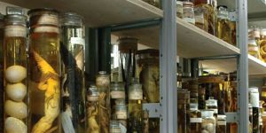 Biology Lab Instruments