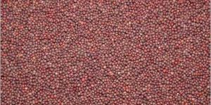 Mustard Seeds