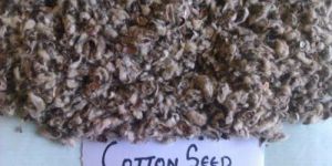 Cotton Seed Hull