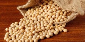 Organic Soybean Seeds