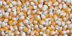Maize