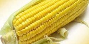 Yellow Corn