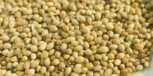 Coriander Seeds