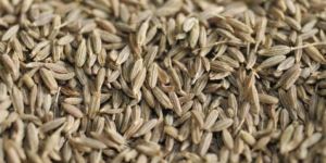 Cumin Seeds