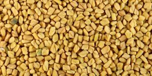 Fenugreek Seeds