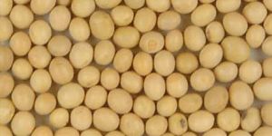 Soybean Seeds