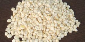 White Maize Seeds