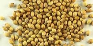 Coriander Seeds