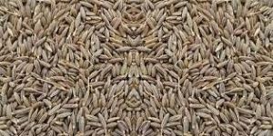Cumin Seeds