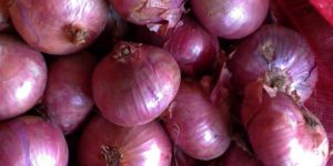 Red Onion