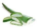 Aloe Vera Leaf
