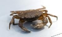 Mud Crab