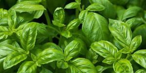 Basil Oil