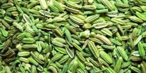 Fennel Seed Oil