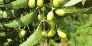 Neem Oil