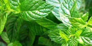Peppermint Oil