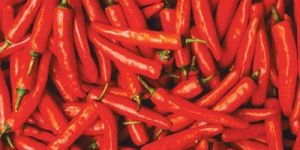 Fresh Red Chilli