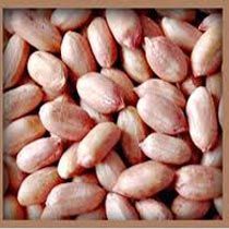 Groundnut Kernels