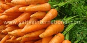 Fresh Carrots