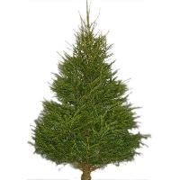 Christmas Trees
