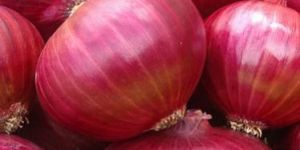 Fresh Red Onion