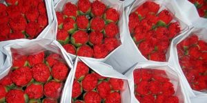 Fresh Carnation Flower