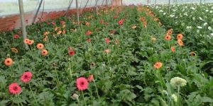 Fresh Gerbera Flower