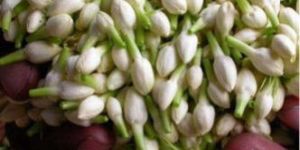 Fresh Jasmine Flower