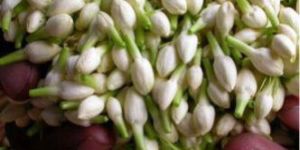 Jasmine Flower