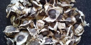 Organic Drumstick Moringa Murungai Seed