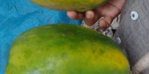 Papaya