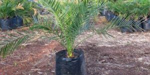 Phoenix Canariensis Palm Plant