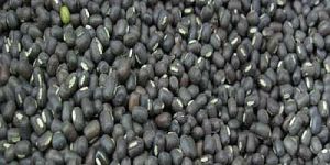 Black Urad Beans