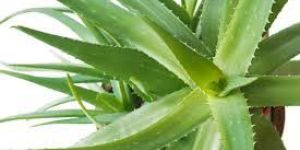 Aloe Vera Leaves Dry