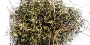 Brahmi Leaves