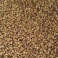 Coriander Seeds