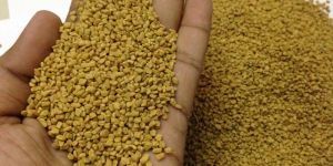 Fenugreek Seed