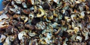 Phyllanthus Emblica (AMLA)