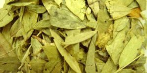 Senna Leaves