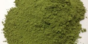 Stevia Leaves Powder