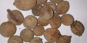 Terminalia Bellirica- Baheda