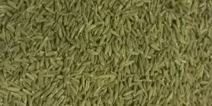 Cumin Seeds
