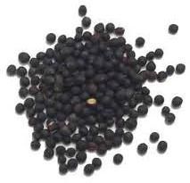 Mustard Seeds