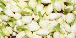 Fresh Jasmine Flower